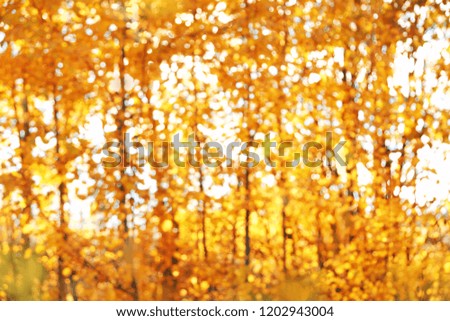 autumn forest abstract blurred background. bright autumn background. Abstract colorful bokeh.  fall season colors background with magic lights