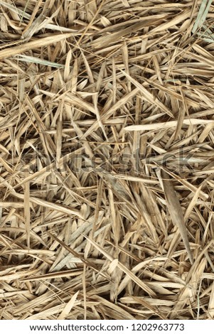 bamboo hay stack dry  in autumn , forest bamboo leaved textured brown color background .