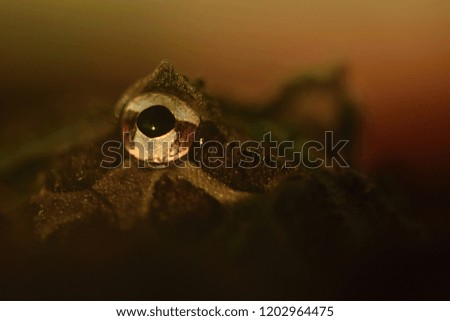 Argentine horned frog (Ceratophrys ornata)
