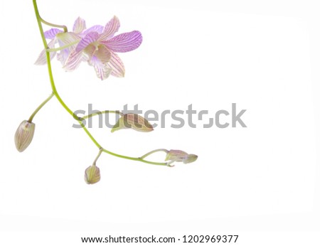 Branch pink orchid with bud on white background