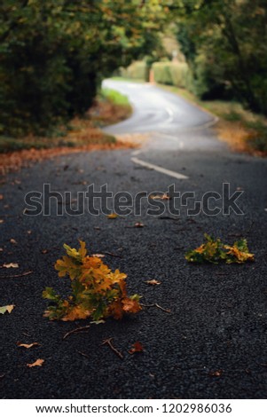 autumn/fall leaves on a winding road 