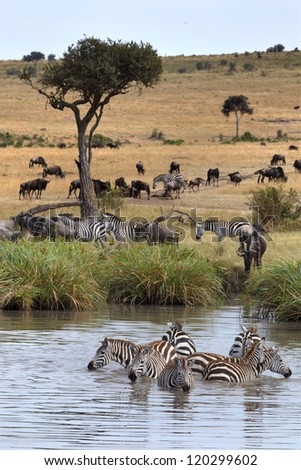 Zebras in the Masai Mara during the Great Migration