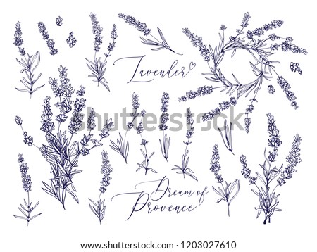 Black line lavender. Vector hand drawn tea herb Illustration set. Vintage retro sketch element for labels, packaging, textile and cards design. Royalty-Free Stock Photo #1203027610
