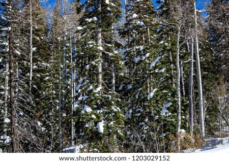Pictured here is  fresh fallen snow on a sunny, winter day.  The photo gives vibes of the Holidays and purity.  The forest seen here is located at Big Cottonwood Canyon in Utah.