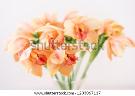 Beautiful light orange blossoms of dendrobium orchids. Pretty exotic Japanese garden flowers, tropical orchids in full bloom.