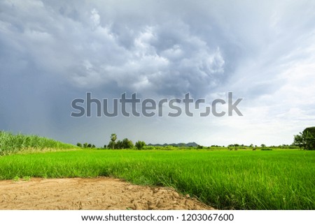 Green rice field in a cloudy day Sukhothai Province, Thailand