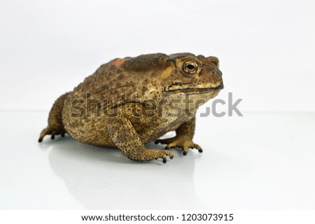 A Toad on White Background