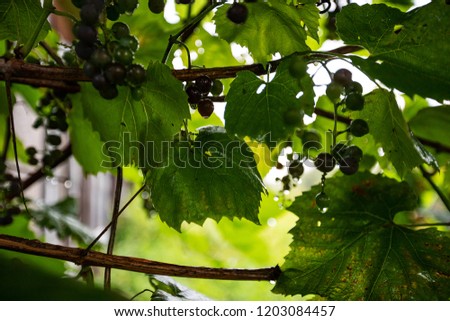clusters of juicy but sour berries of black wild grapes, decorative climbing plant and overgrown shrub with tenacious shoots and branches with green leaves in the village, natural products, winemaking
