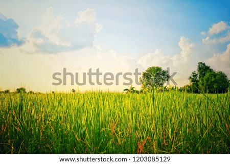 Thailand rice field at morning or sunset  on Golden light.