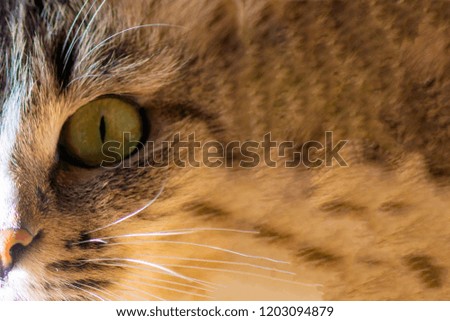 cat muzzle. right side of cat face. focus on nose.