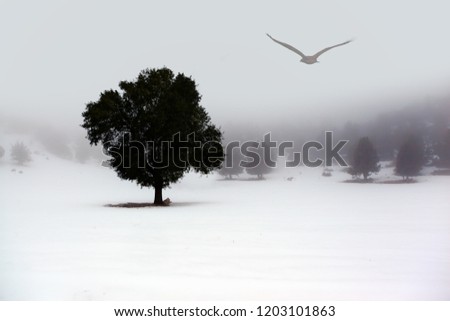 Beautiful winter landscape with lone tree and red tailed hawk