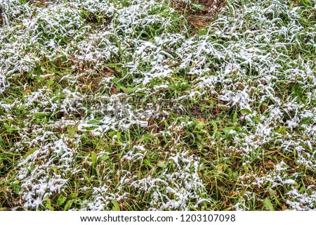 tall green grass in the snow