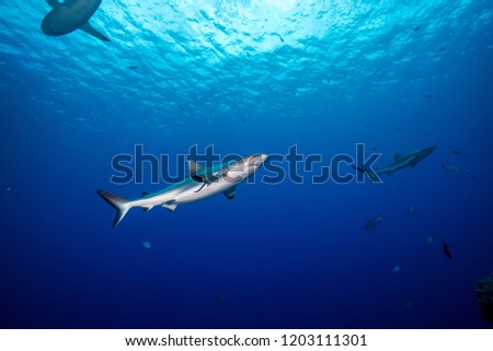 Blacktail reef shark, Carcharhinus amblyrhynchos  (Bleeker, 1856), swimming near surface. Federated State of Micronesia