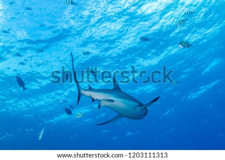 Blacktail reef shark, Carcharhinus amblyrhynchos  (Bleeker, 1856), swimming near surface. Federated State of Micronesia
