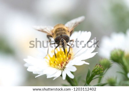 A bee eating nectar on a white flower. Macro closeup photo. Also available in video.