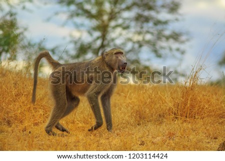 Male of Chacma Baboon species Papio ursinus, runs in the dry grass. Cape baboon it is one of the largest of all monkeys. Kruger National Park in South Africa.