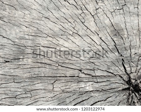 old stump surface in cut