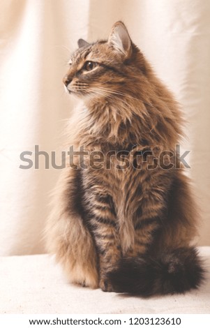 Fluffy striped cat sitting on a beige background. Desktop Wallpapers with a beautiful tabby cat