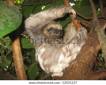 Brown-throated Three-toed Sloth (Bradypus variegatus), Bradypodidae family. Amazonas Rainforest, Brazil.
 Royalty-Free Stock Photo #12031237