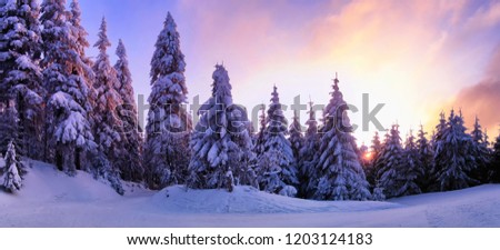 Beautiful winter landscape with the snow covered spruce trees.