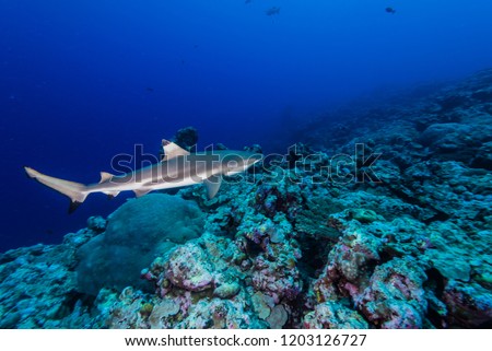 Blacktip reef shark, Carcharhinus melanopterus  (Quoy & Gaimard, 1824),
swimming in around coral reef. Federated State of Micronesia