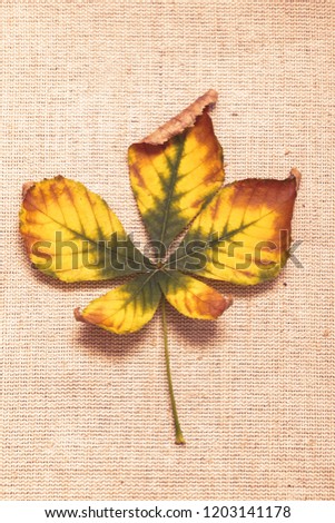 Leaf of chestnut tree on the background of coarse cloth. Yellow-green chestnut leaf on canvas.