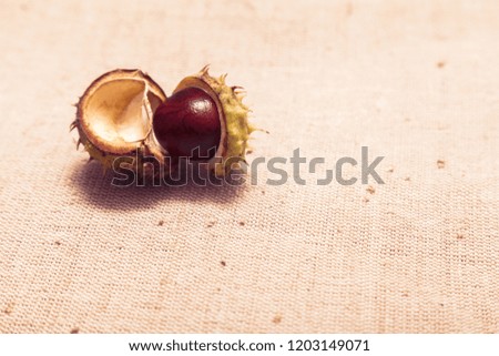 Ripe chestnuts on a background of rough fabric. Background the chestnut trees on the canvas.