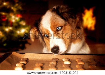 Dog; Australian Shepherd steals dog biscuits from baking tray at Christmas time Royalty-Free Stock Photo #1203151024