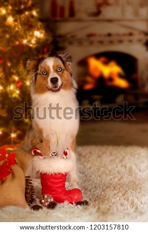 Dog; Australian Shepherd sitting in front of Christmas tree with gifts by the fireplace