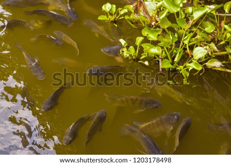 Tilapia is cultured in ponds with green water and water hyacinth which is a water weed and a natural supplement to fish.
