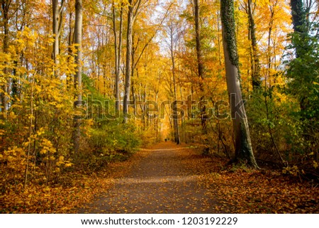 Beautiful autumn landscape in the forest