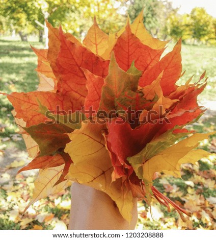 bouquet of maple leaves in hand