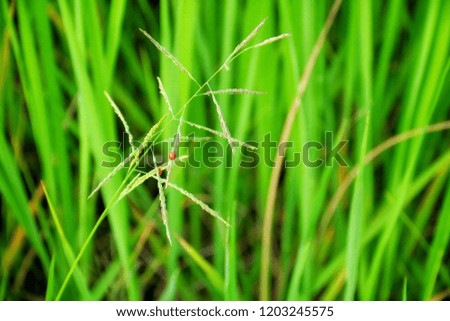 Green rice field background texture | natural pattern