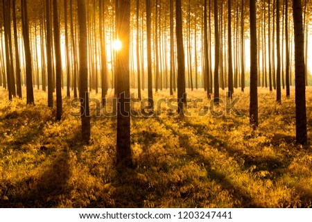 Poplar tree grove with evening light at sunset