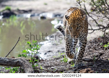 Leopard in the wild - Captured in the Greater Kruger National Park