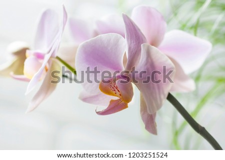 Pink Phalaenopsis or Orchid flower. Selective focus, leave space for adding text.