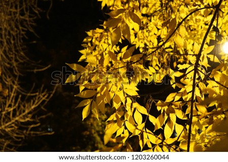 Colorful autumn leaves with city night illumination in the street