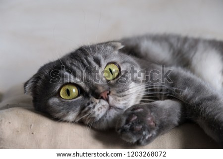 Grey Scottish Fold cat on a pillow is bored