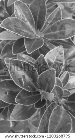 Black and white plants editing pictures 