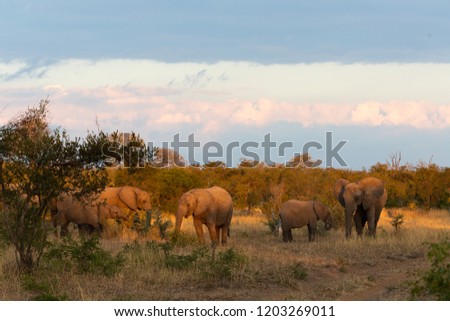 Elephant in the wilderness of Africa - captured in the Greater Kruger National Park