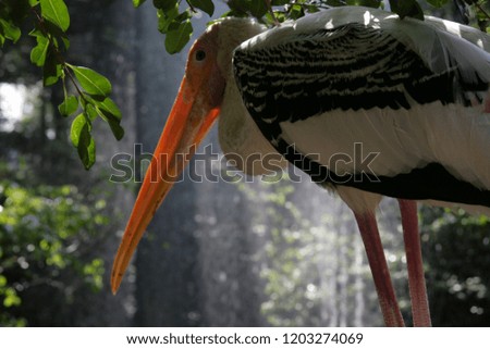 Picture of a heron