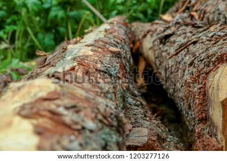 pine tree trunk rough uneven tree vertical close-up on a background of green grass background felling trees