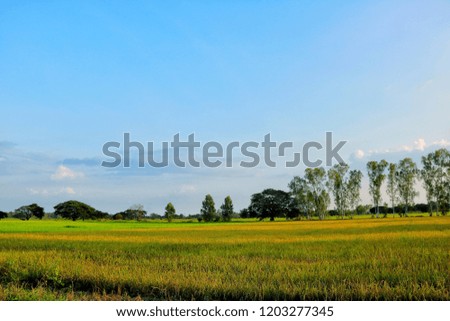 Green rice field with  beautiful blue sky and big tree for copy space in picture