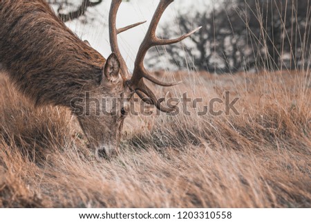 A wild deer in long grass at Richmond Public Park during winter in London, UK 2017. 