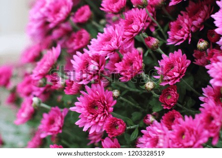Pink aster dumosus flowers flowerbed.  Floral image with shallow focused background