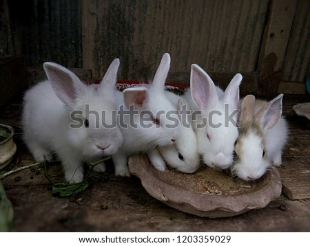 Baby Rabbits in farm, Feeding rabbits, Little rabbits eat instant rabbit food in wooden cage together, Thailand Phrae.