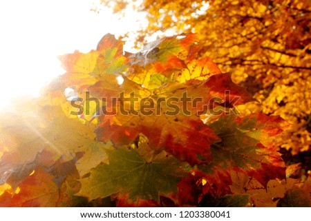 Colorfull maple leaves on the sunlight