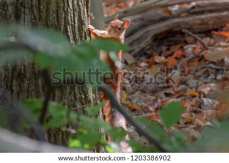 Red squirrel climbing tree in The Netherlands
