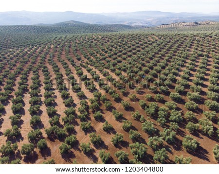 Aerial of Symmetrically planted olive trees in farm garden in Andalusia Spain