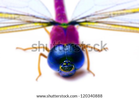 Colorful dragon fly